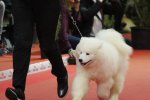 Meilleur Puppy Bordeaux 2018